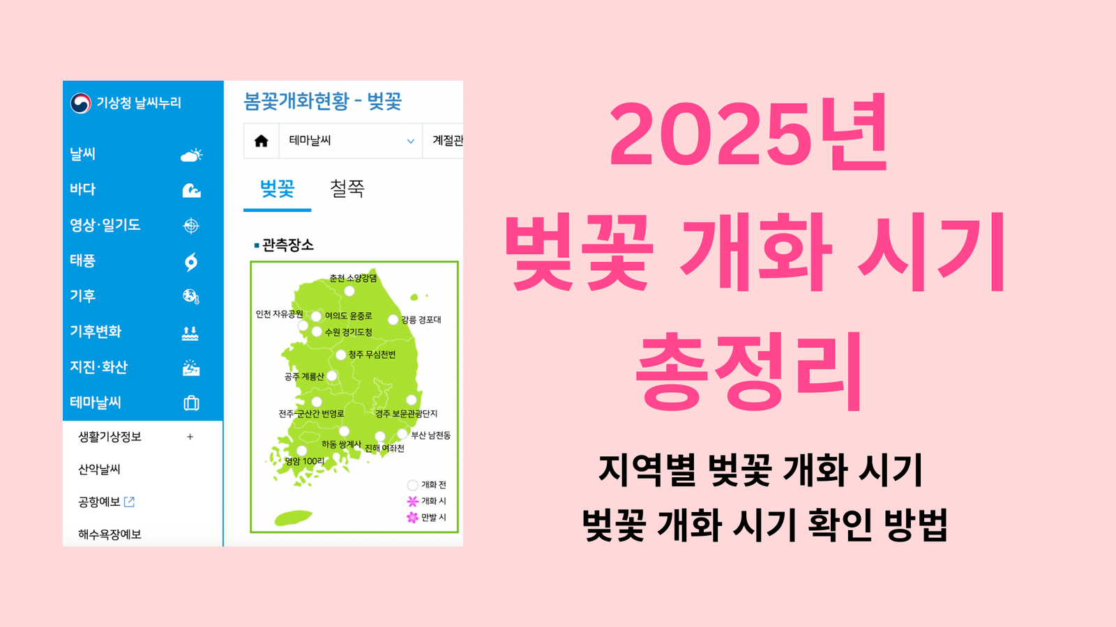 2025년 벚꽃 개화 시기 총정리 | 지역별 벚꽃 개화 시기 및 벚꽃 개화 시기 확인 방법